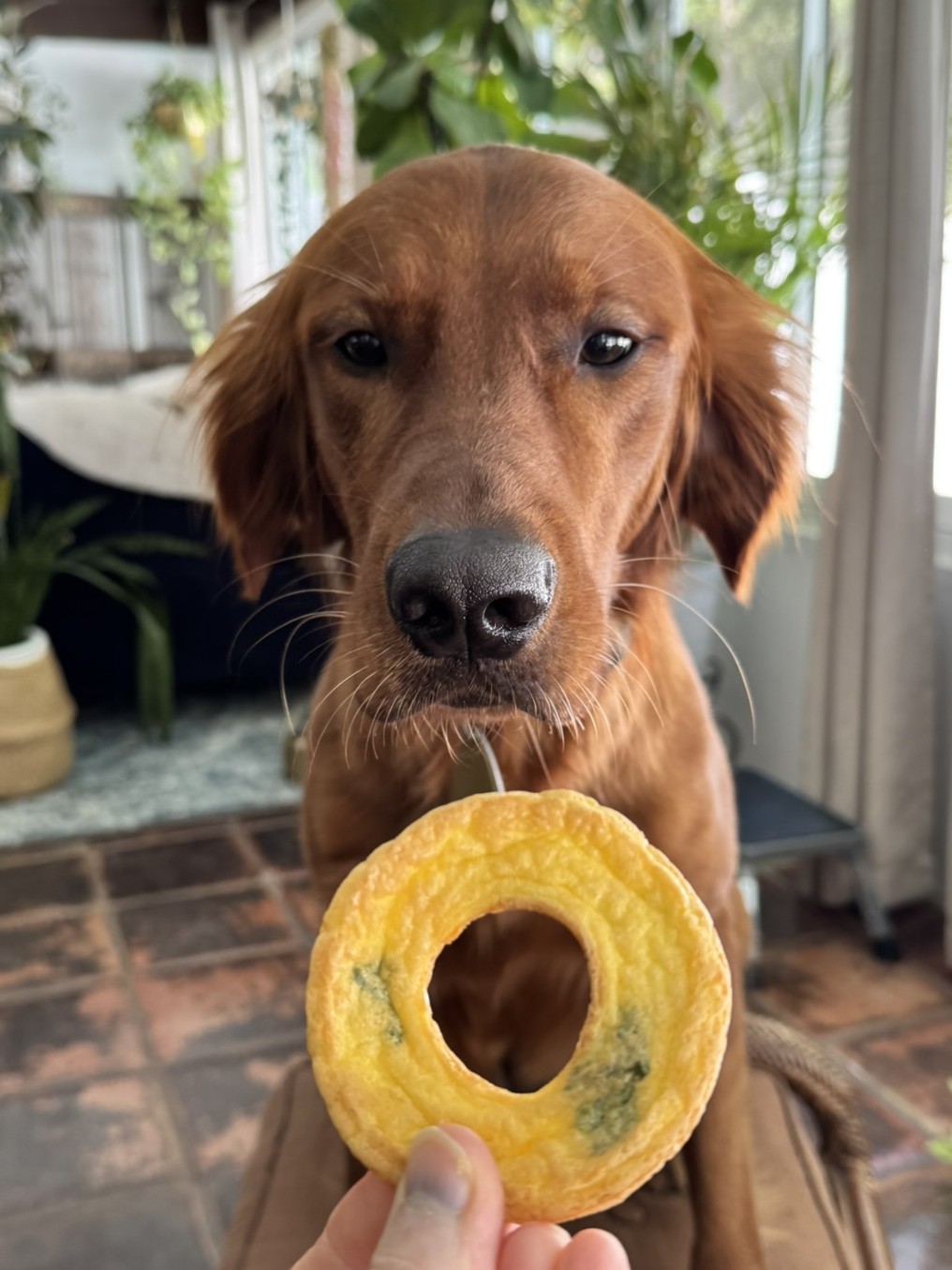 James T.’s Pup Puff (Doggy Dutch Baby!)