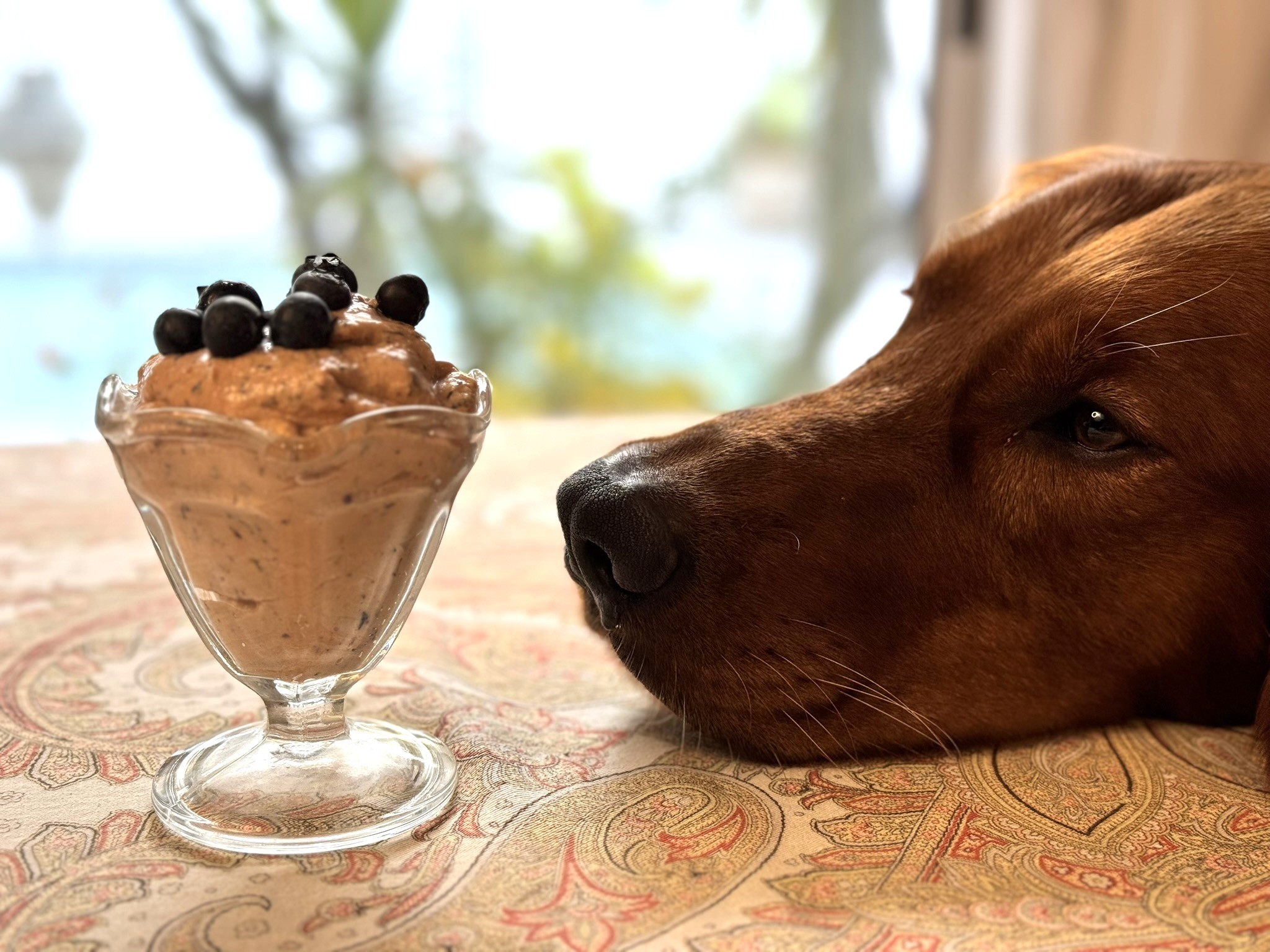 🐾 Healthy Blueberry Pup-accino – A Homemade Dog Treat Your Pup Will Love